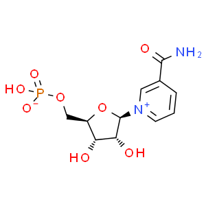β-煙酰胺單核苷酸；NMN