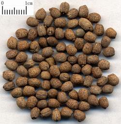 續(xù)隨子提取物|千金子提取物